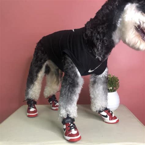 hype shoes for dogs.